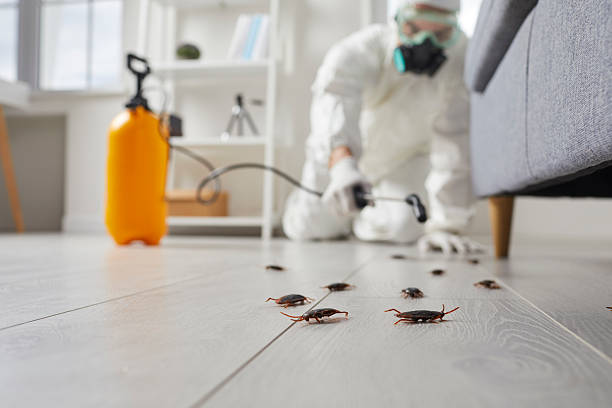 Affordable Termite Control solutions in Lamar, TX